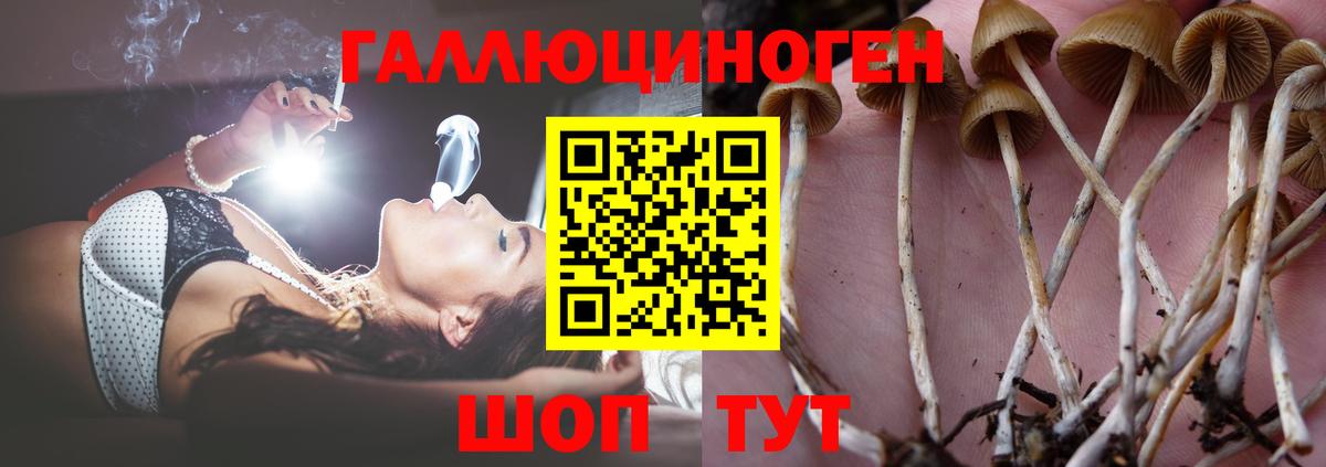 Нальчик  Галлюциногенные грибы Magic Shrooms  Вход с VPN 